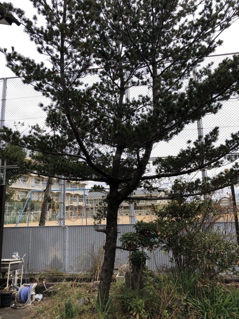 【高知市朝倉本町】庭木の剪定のご依頼☆仕事の都合に合わせた日程で見積もり兼作業の柔軟な対応だったとお喜びいただけました。